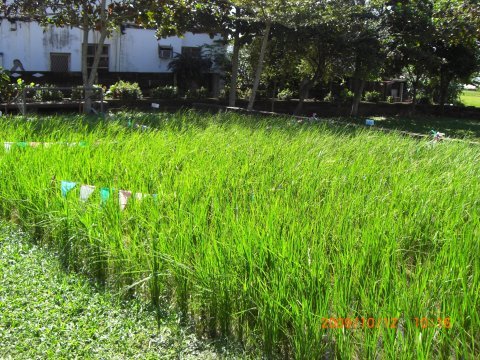 教學農園─稻米